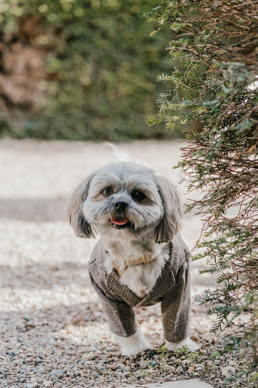 dog in a groomsmen outfit looking into the camera