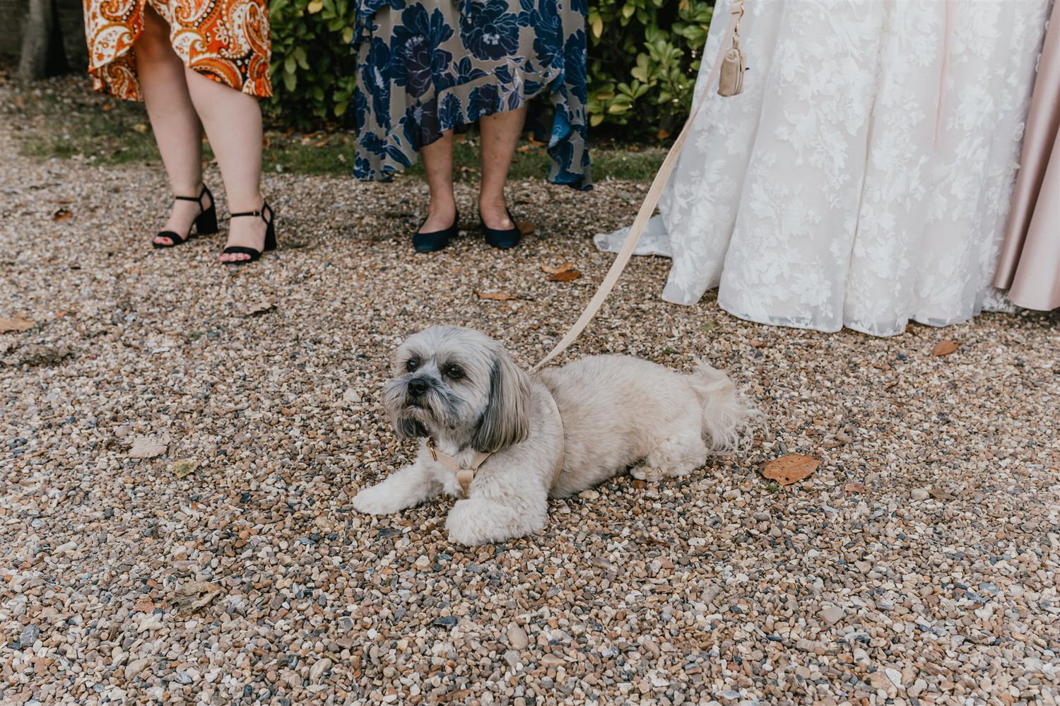 dog rests during group photos at chapel house estate wedding