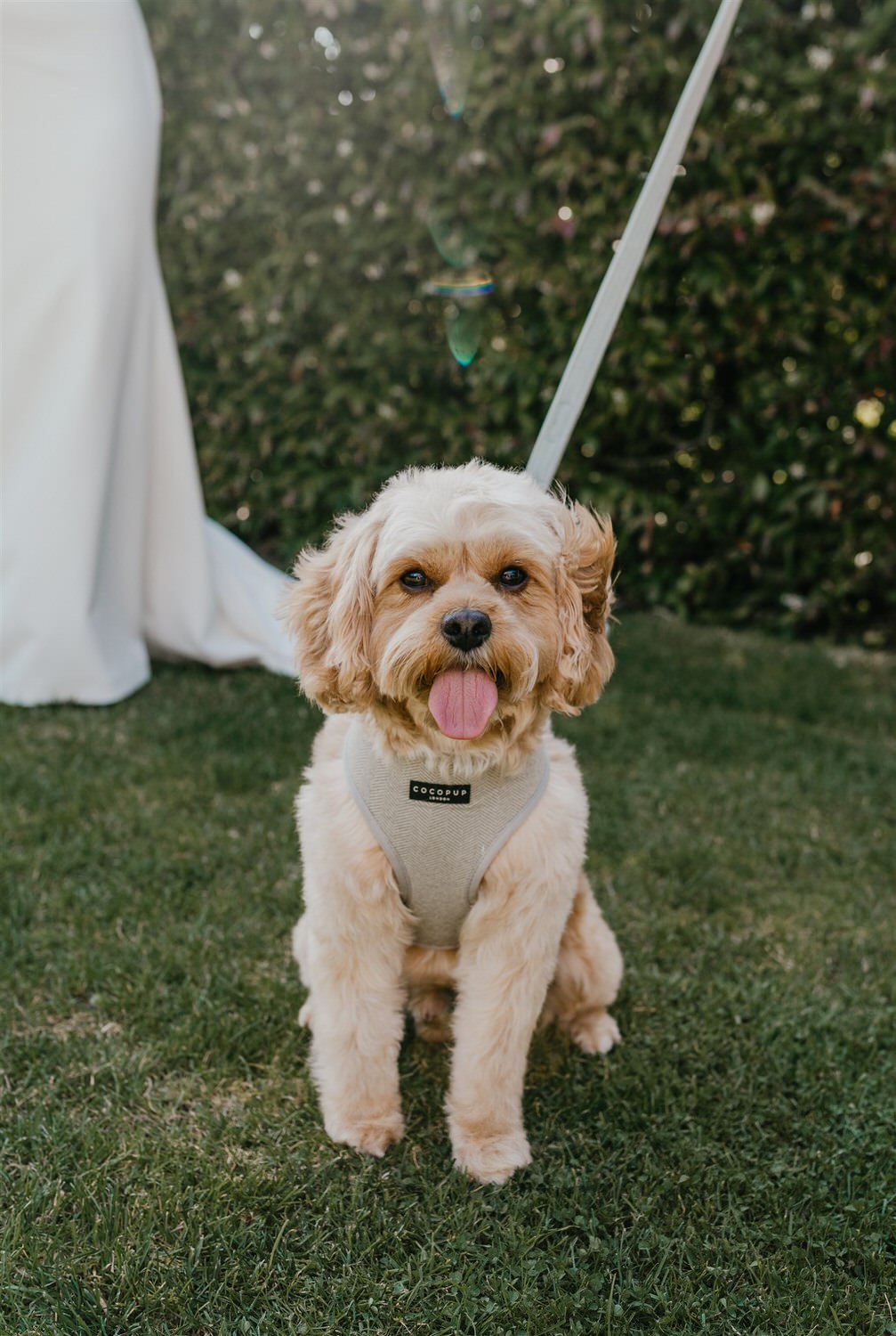 pep the dog posing for the camera with his tongue out during his parents' wedding