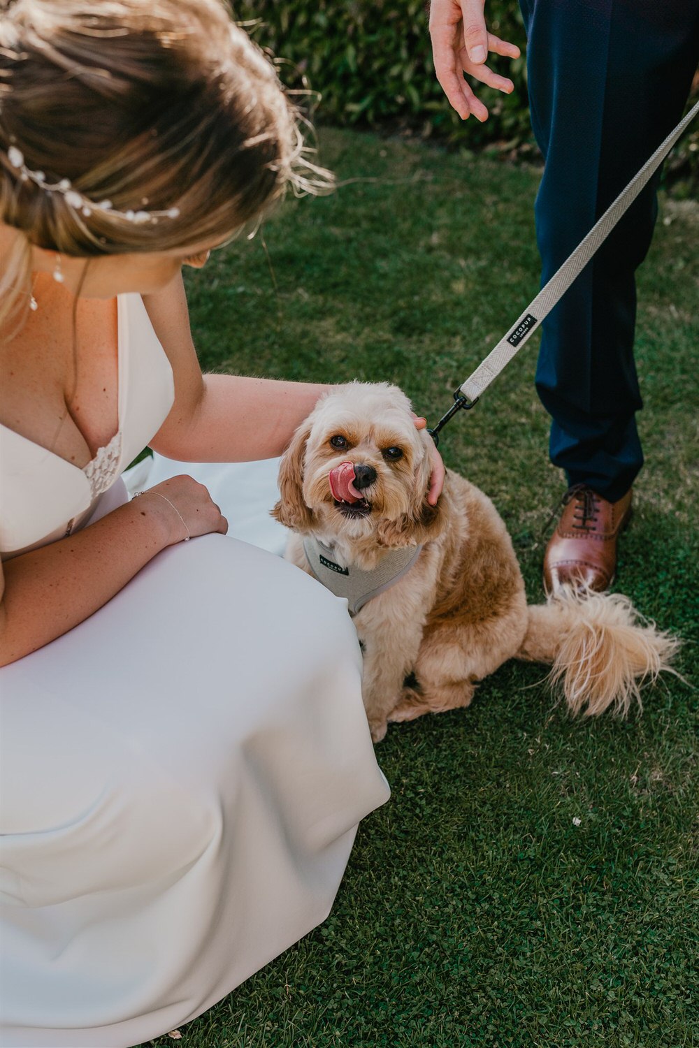 bride stroking her dog as he licks his nose