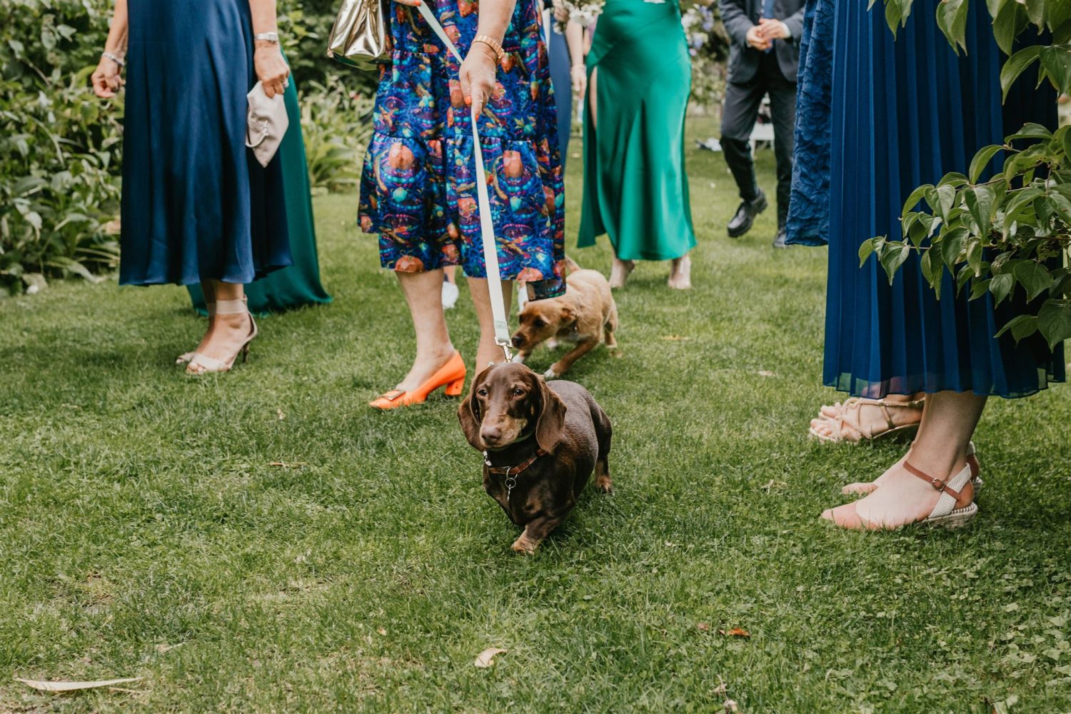 dog's entrance to wedding drinks reception