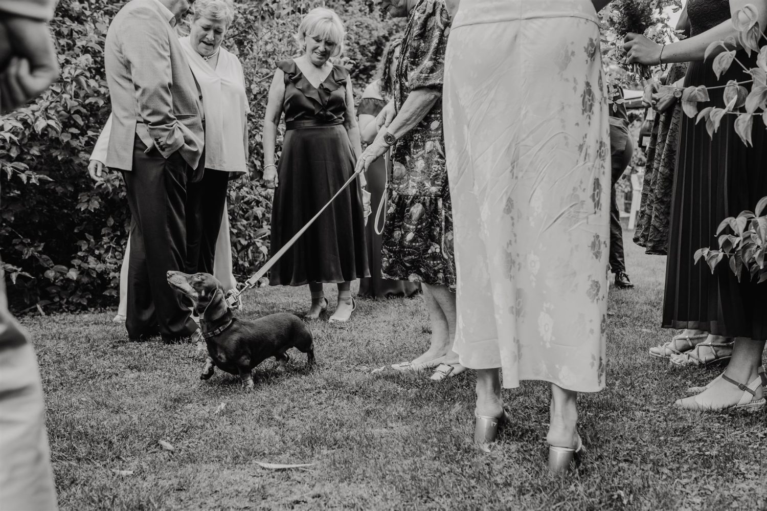 black and white photo of dog's entrance to wedding drinks reception