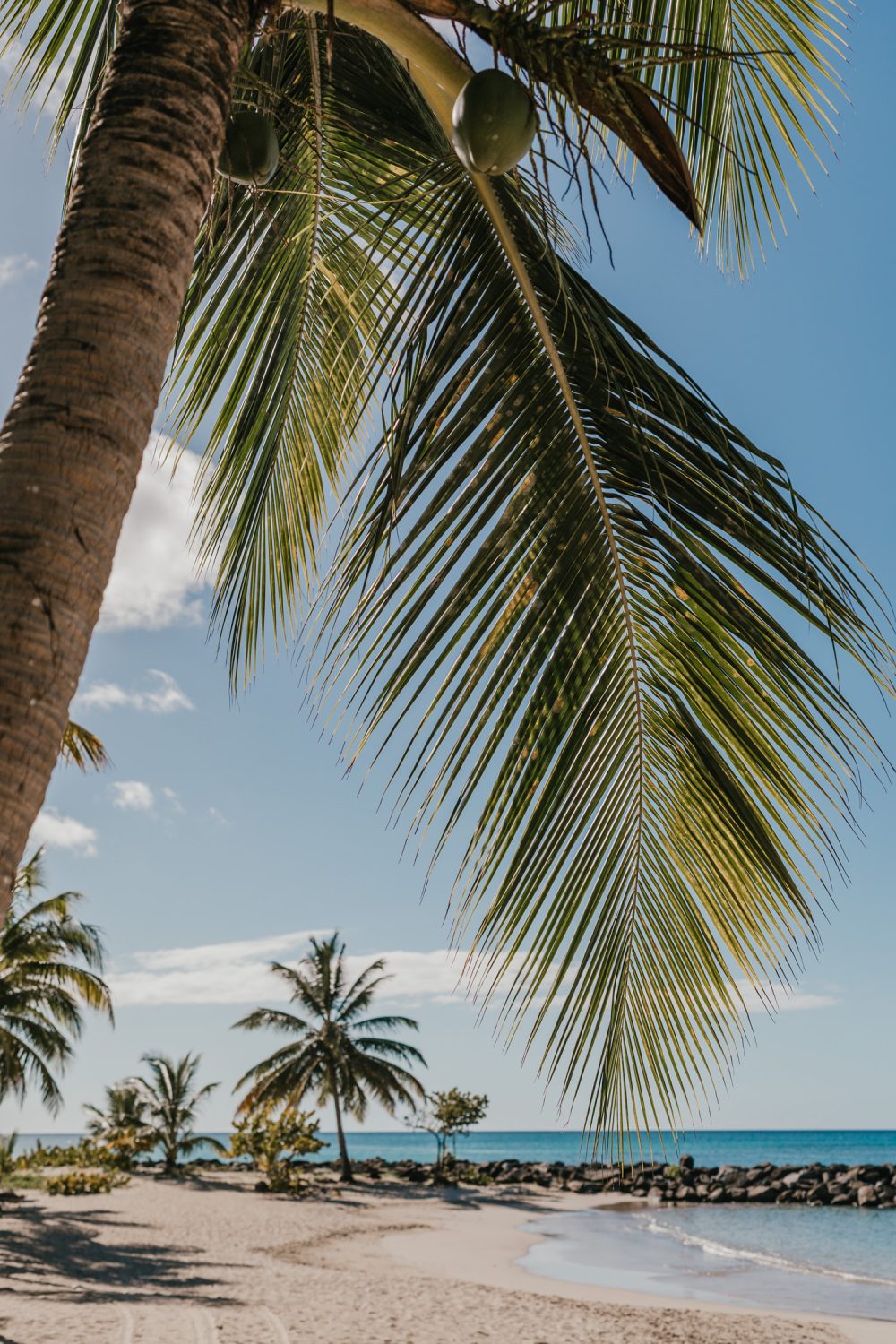 palm trees on the beach at stolentime saint lucia wedding venue