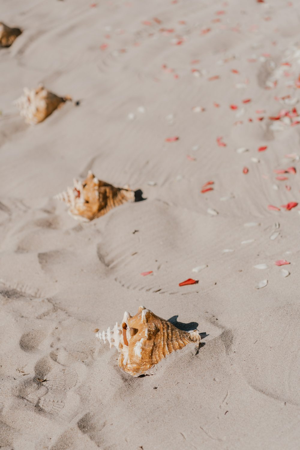 conch shell decoration at beach wedding in saint lucia