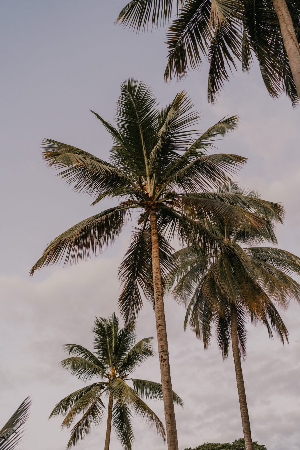 palm trees at sunset in st lucia